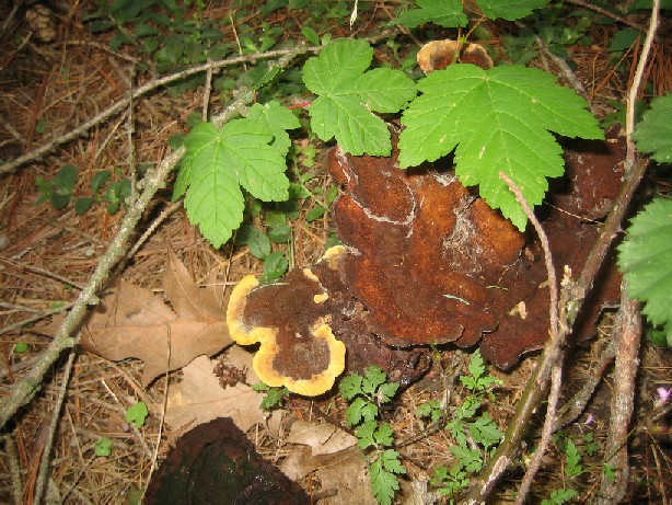 Polyporus(?) meraviglioso (Phaeolus schweinitzii)